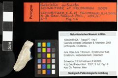 Foto (Objekt + Etiketten) von Gabriella anfracta (Schweitzer & Feldmann, 2009) 